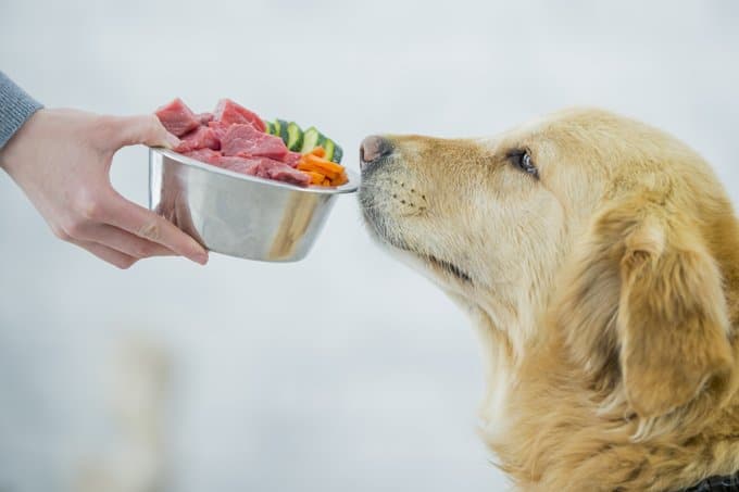 alimentação caseira para animais